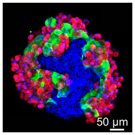 Multicellular Liver organoid